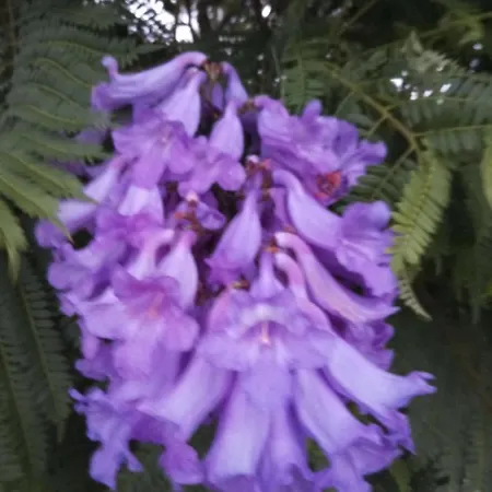 Casa Jacaranda * Breña Alta